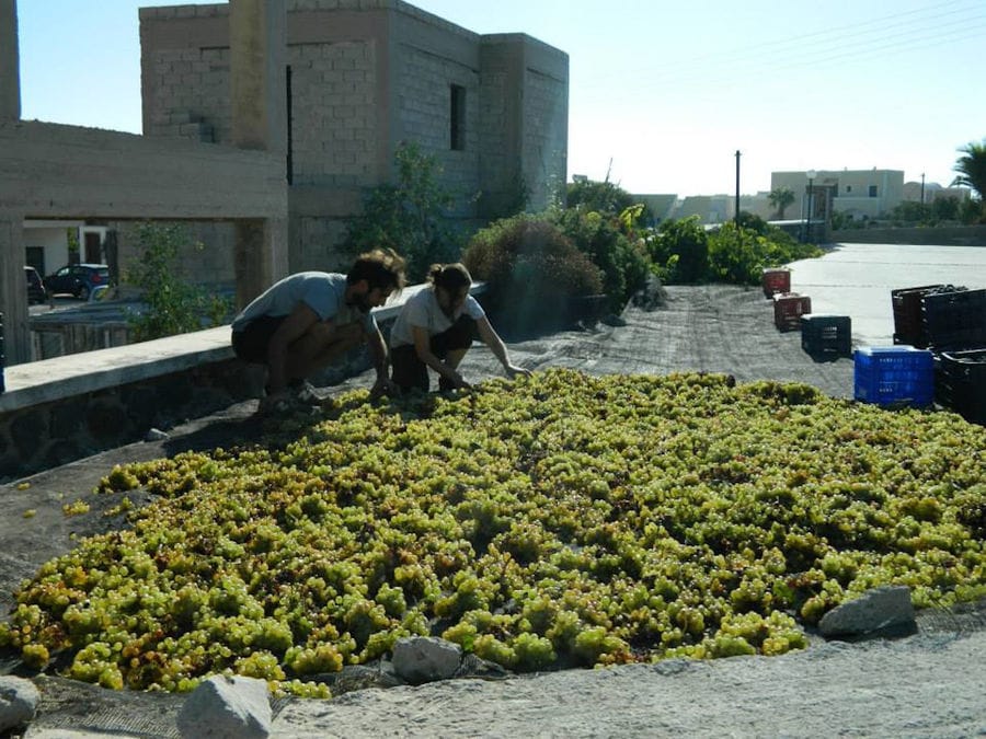 man and woman putting grapes on the ground for drying in the sun at Gavalas Winery outside
