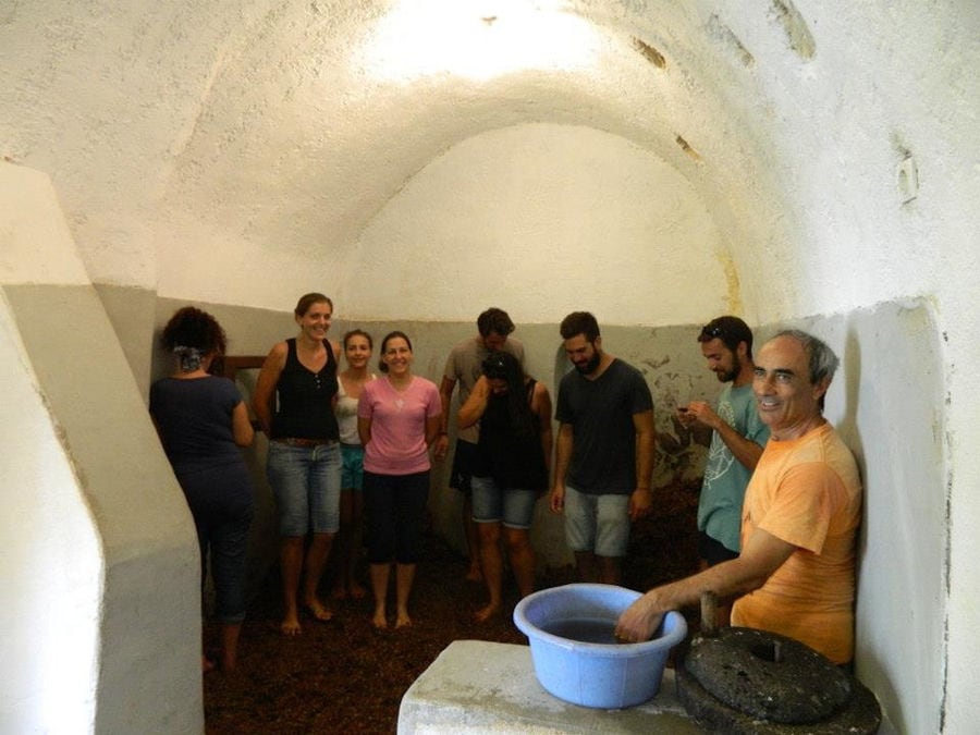 tourists crushing grapes by stepping barefoot on the grapes inside stone vats at Gavalas Winery