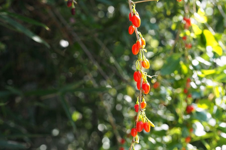 close-up of Goji berry tree branches with red fruits at Grigoriou Family Farms crops