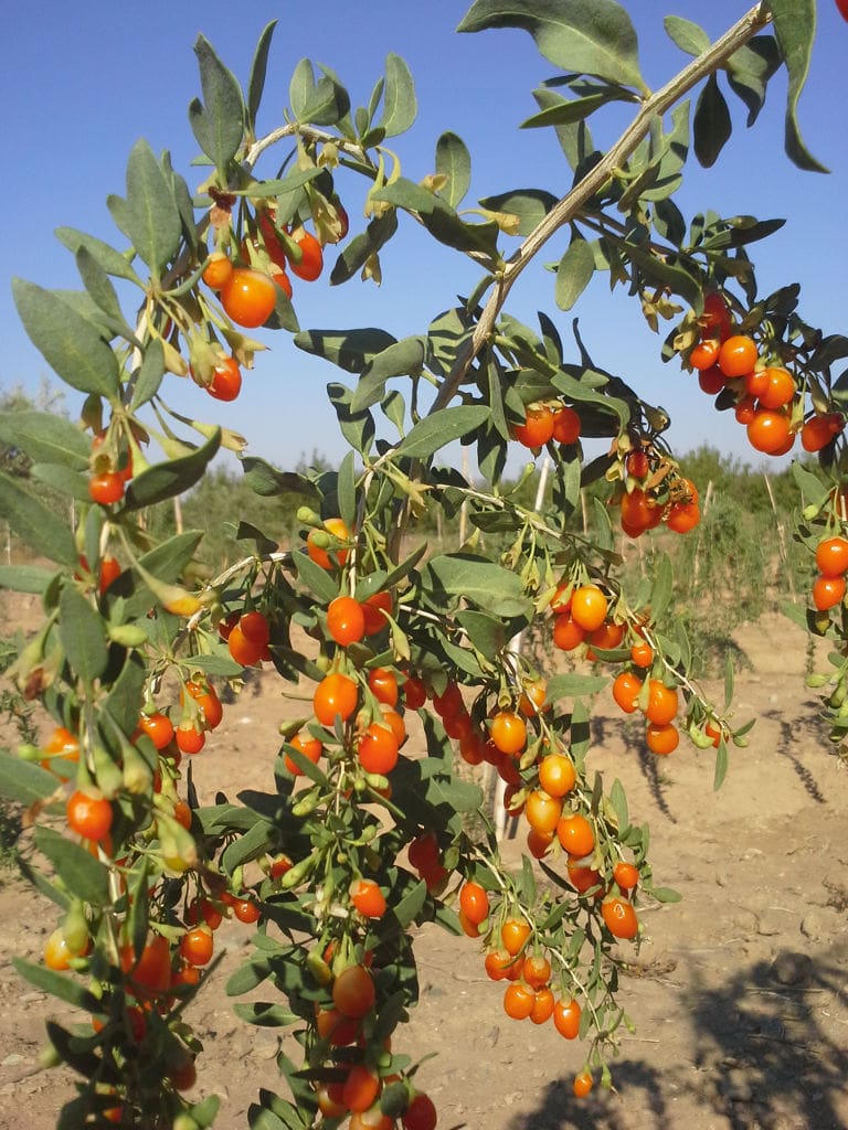 close-up of Goji berry tree branches with red fruits at Grigoriou Family Farms crops and blue sky in the background.