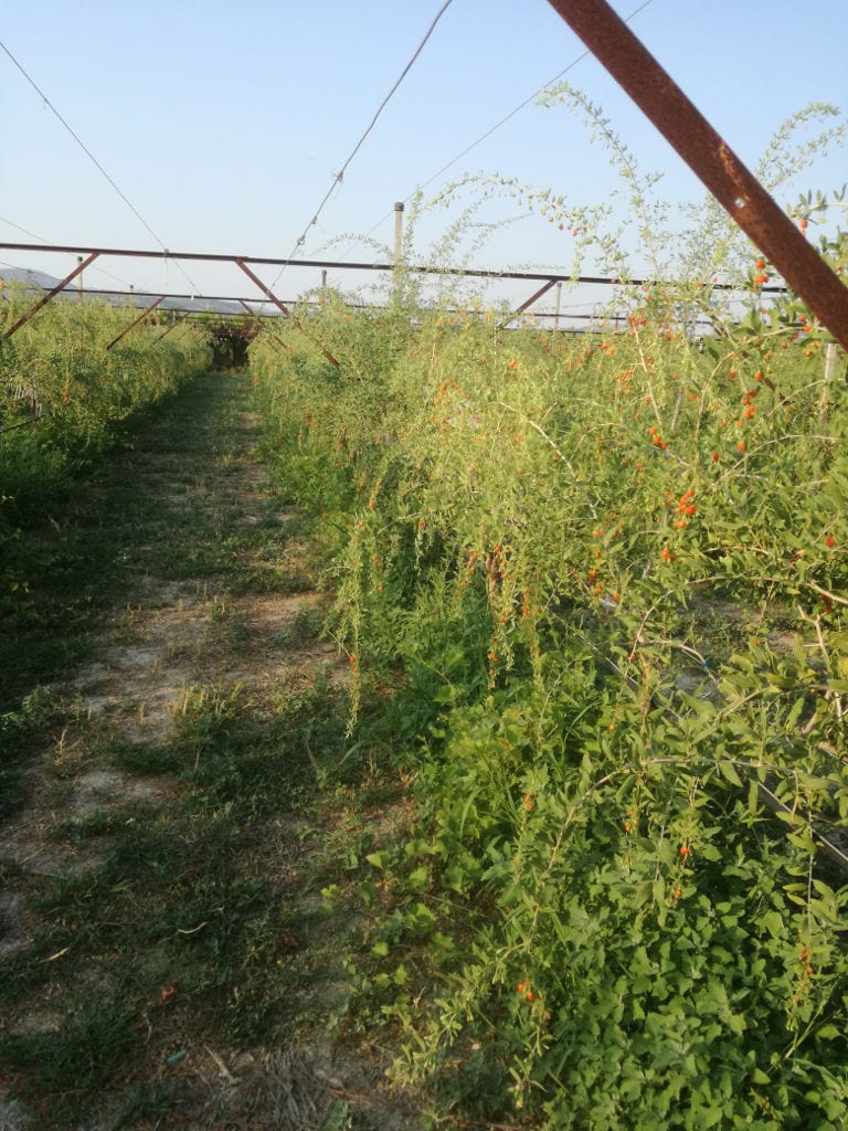 rows of goji berry trees at Grigoriou Family Farms crops and the blue sky in the background