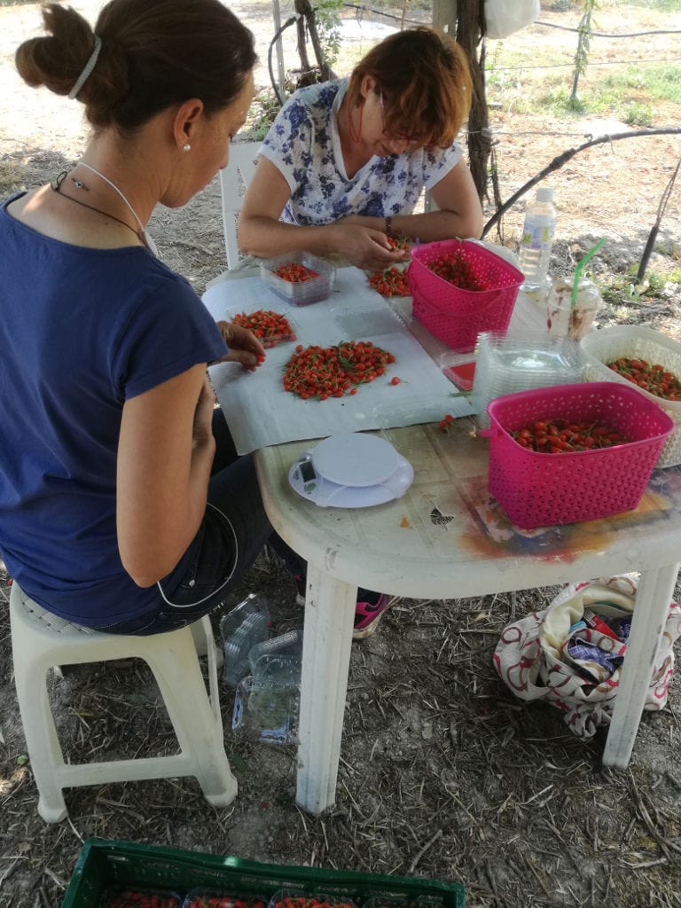 two women sitting at the plastic white table and selecting goji berry at Grigoriou Family Farms