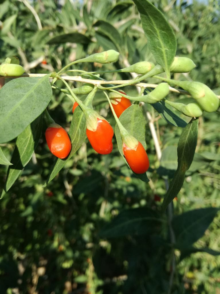 close-up of Goji berry tree branches with red fruits at Grigoriou Family Farms crops