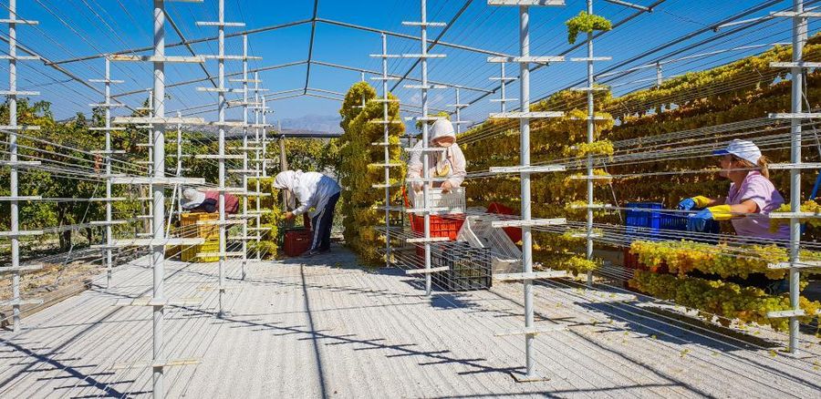 Women laying bunches of grapes on the metal frames to dry in the sun at Yiayia’s Tastes