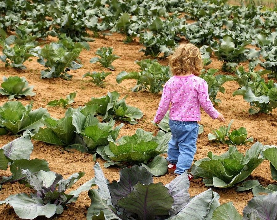 a little girl walking in cabbage Perivolaki crops