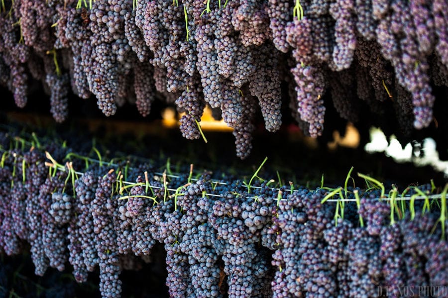 close-up of rows of bunches of black grapes hanging from the cords for drying at Golden Black crops