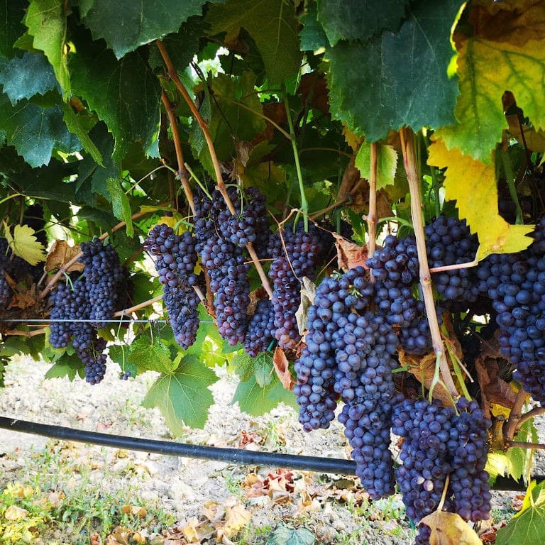 close-up of Golden Black vines full of bunches of black grapes