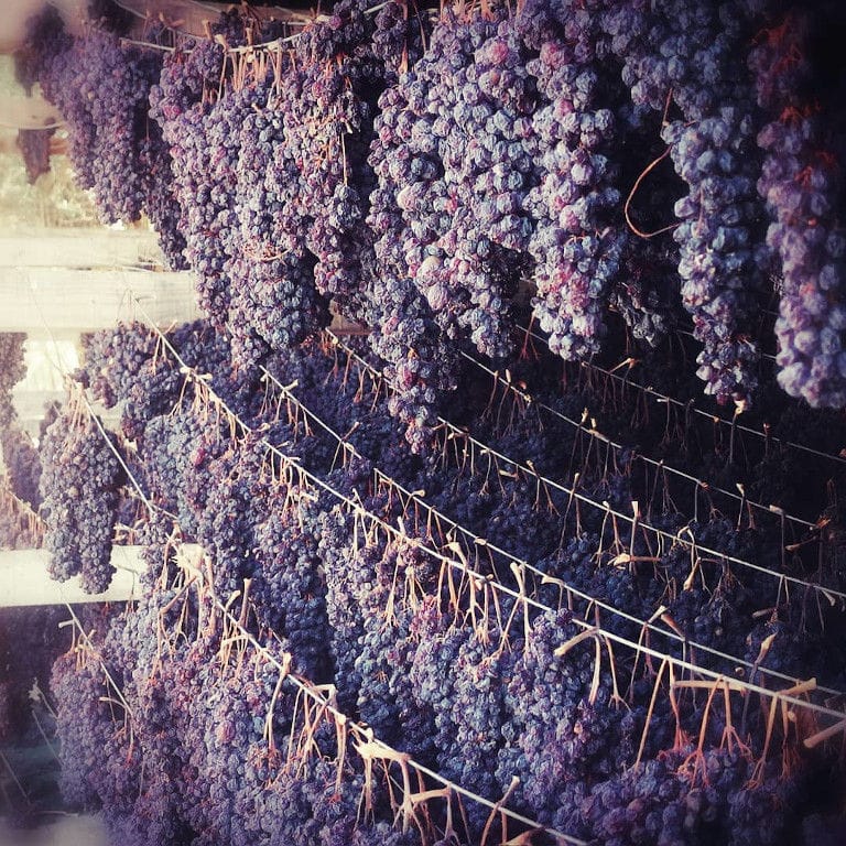 close-up of rows of bunches of black grapes hanging from the cords for drying at Golden Black crops