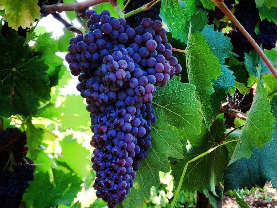 close-up of bunches of black grapes at Golden Black crops