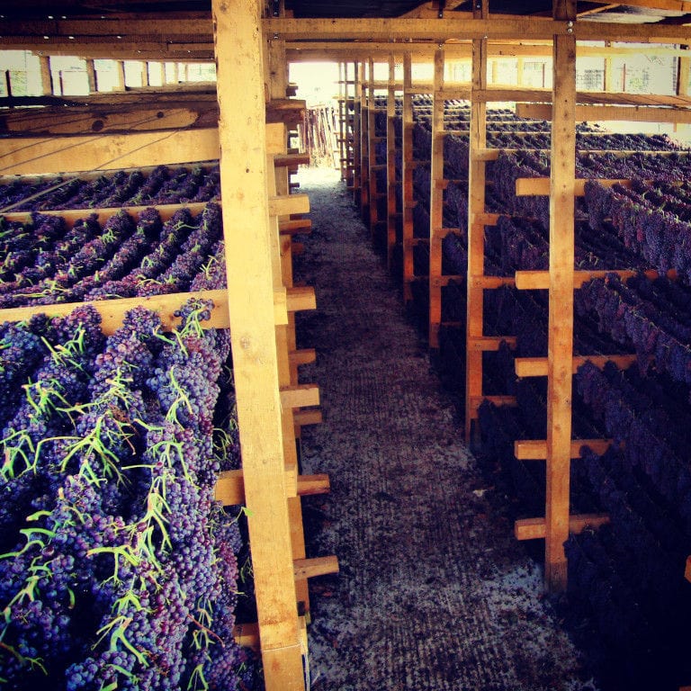 wood supports of bunches of black grapes hanging from the cords for drying at Golden Black crops