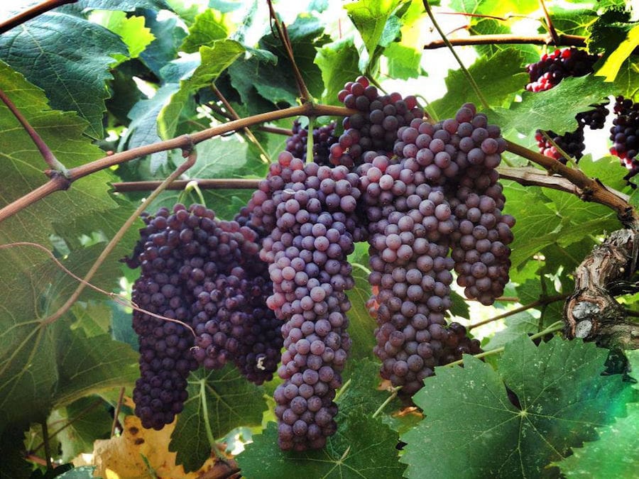 close-up of bunches of black grapes at Golden Black crops