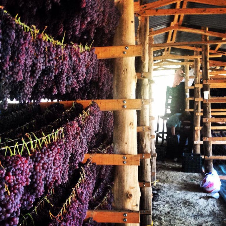 wood supports of bunches of black grapes hanging from the cords for drying at Golden Black crops