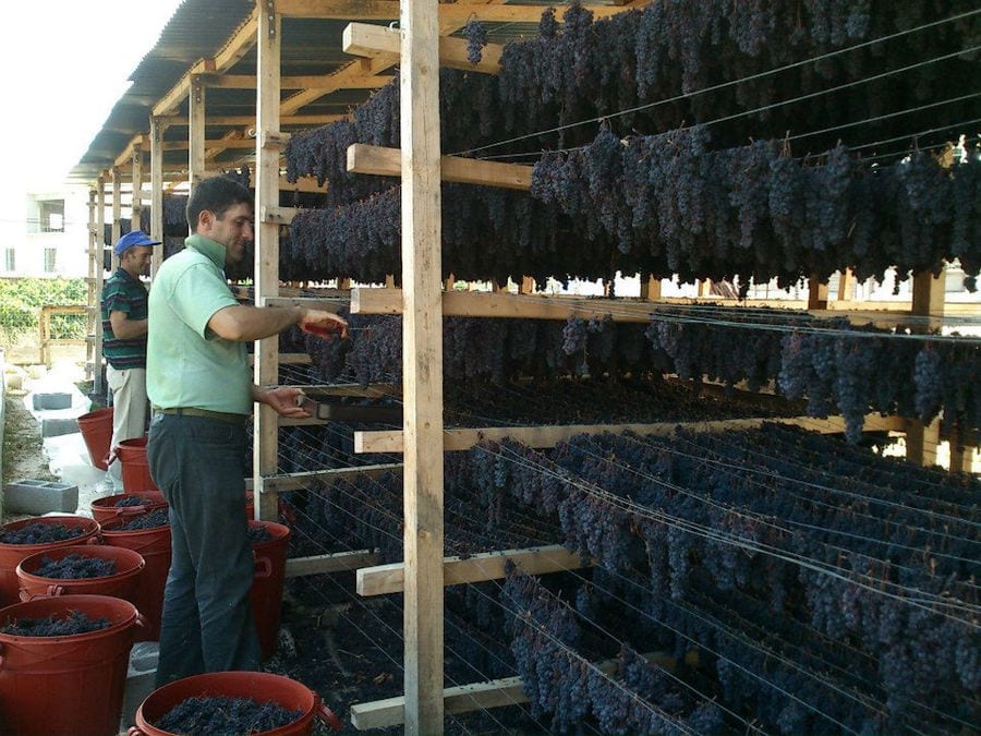 men with scissors cutting bunches of dry black grapes hanging from the cords for drying at Golden Black crops