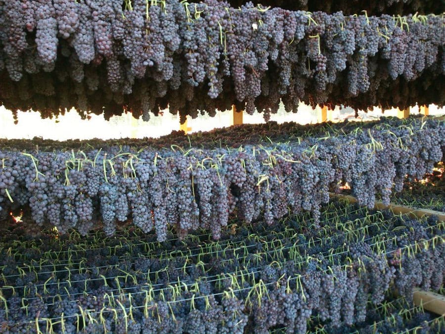 close-up of rows of bunches of black grapes hanging from the cords for drying at Golden Black crops