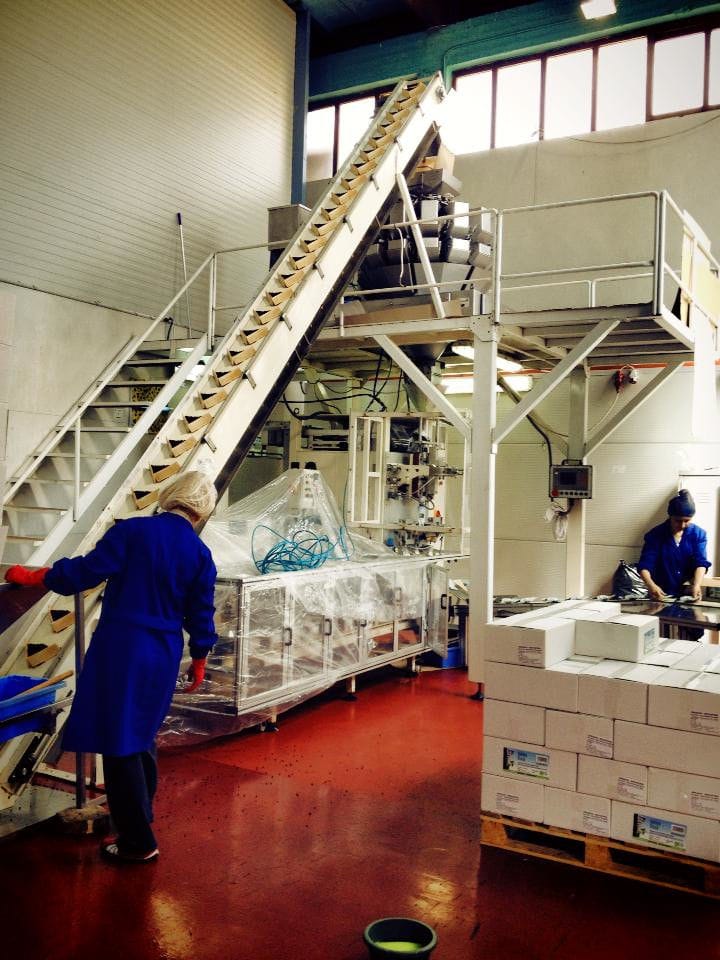 view of part of raisin processing plant with dry raisins like conveyor belt and two women workers at Golden Black manufacturer