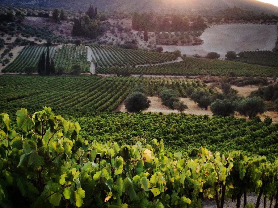 far view of rows of vines at Golden Black crops in the background of trees and mountains