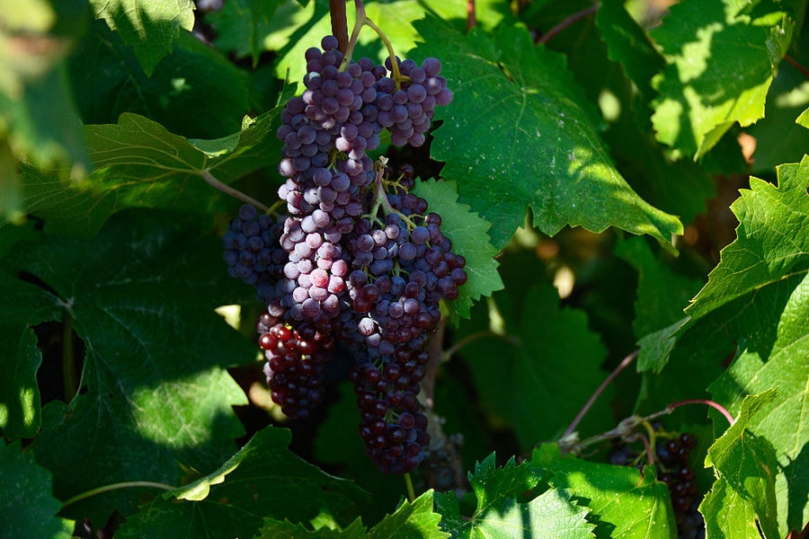 close-up of bunches of black grapes at Golden Black crops