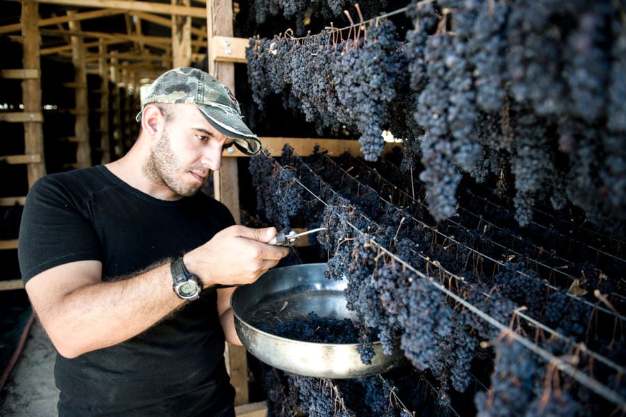 man with scissors cutting bunches of dry black grapes hanging from the cords for drying at Golden Black crops