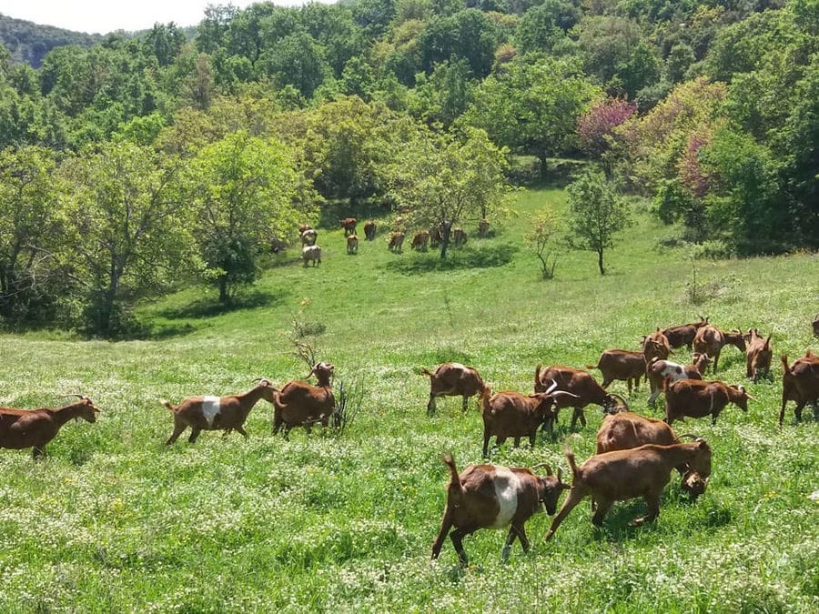 a group of brown goats grazing on green grass with trees in the background at Gralista Farm