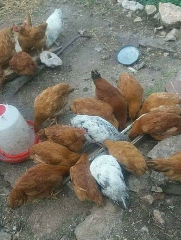 view from above of a group of brown and white kitchens pecking the ground for food at Gralista Farm