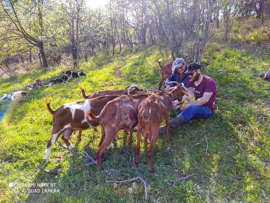 two men with a baby sitting on the grass and caressing brown goats at Gralista Farm surrounded by trees