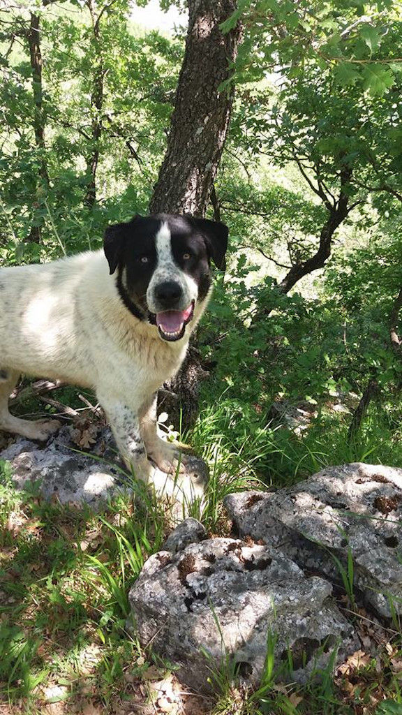 a dog white and black in the shade of the tree and watching at the camera at Gralista Farm