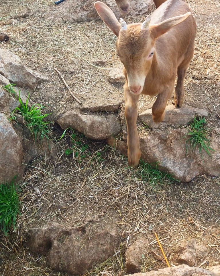 close-up of a young goat watching at the camera at Gralista Farm