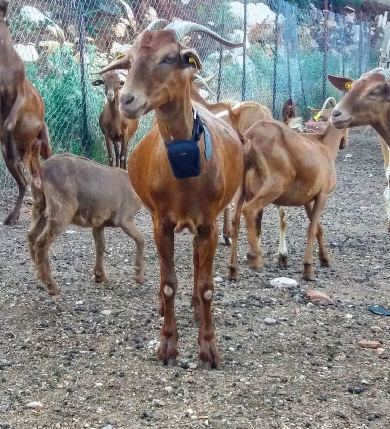 close-up of a goat watching at the camera at Gralista Farm with others goats in the background