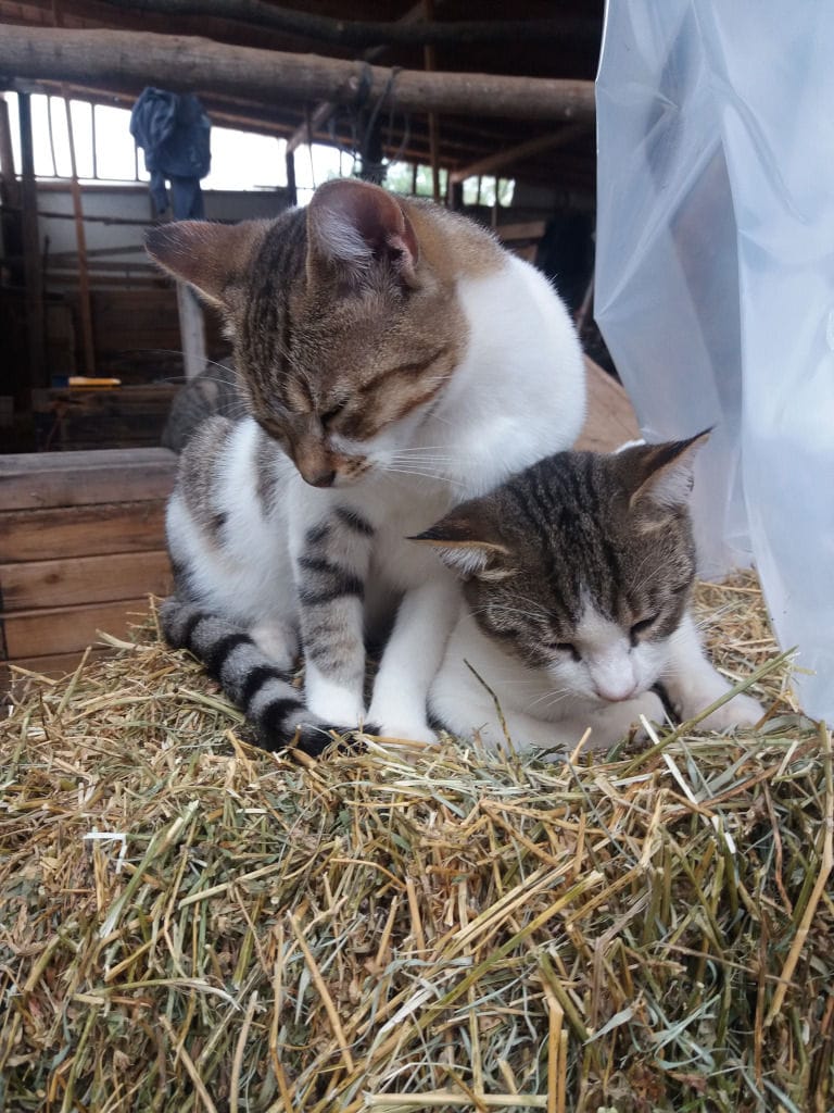 two cats sitting on the hay with closed eyes at Gralista Farm with stable in the background