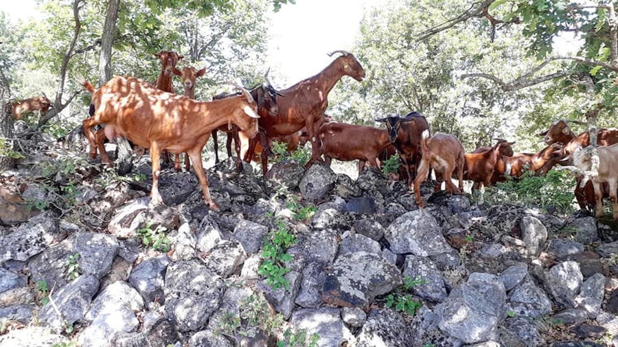 a group of brown goats standing on the rocks at Gralista Farm with trees in the background