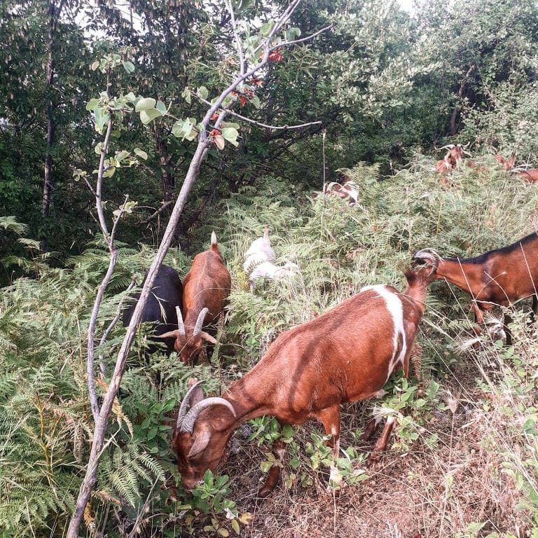 four brown goats grazing on high grass in the background of trees at Gralista Farm area