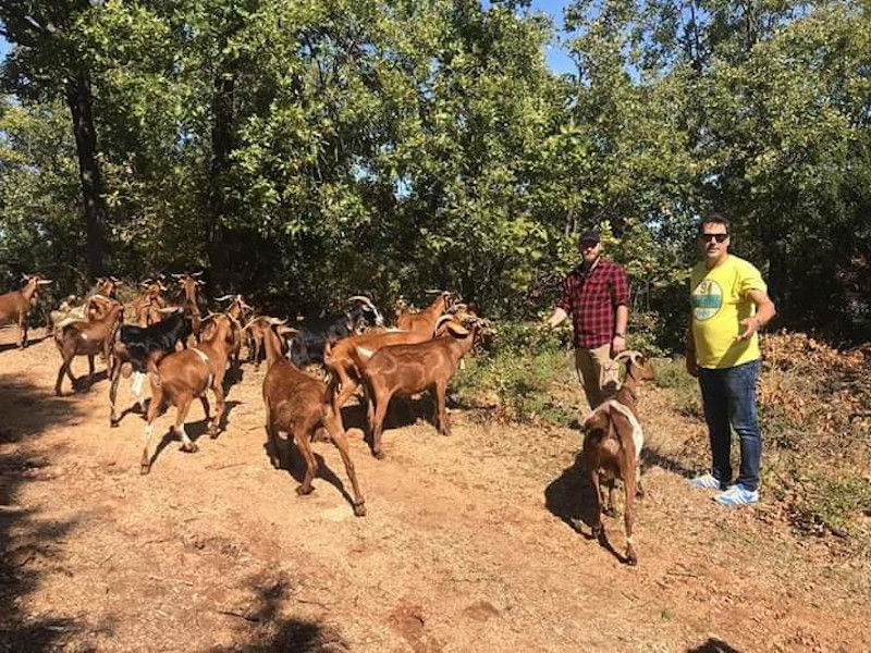 two man watching at the camera at Gralista Farm surrounded by a group of brown goats and trees