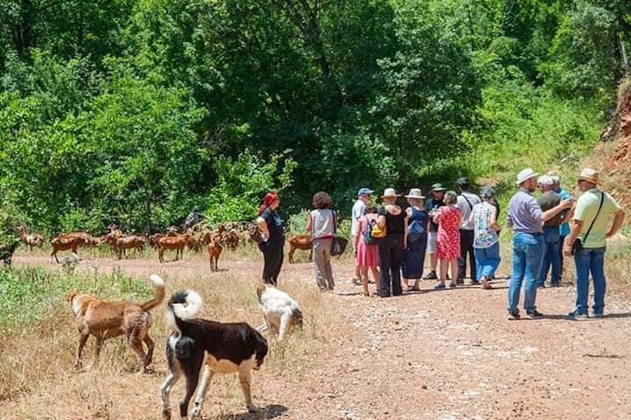a group of tourists surrounded by goats, trees and dogs listening to a man giving a tour at Gralista Farm