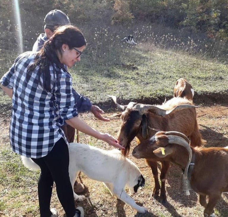 couple giving some snacks from their hands to two goats at Gralista Farm