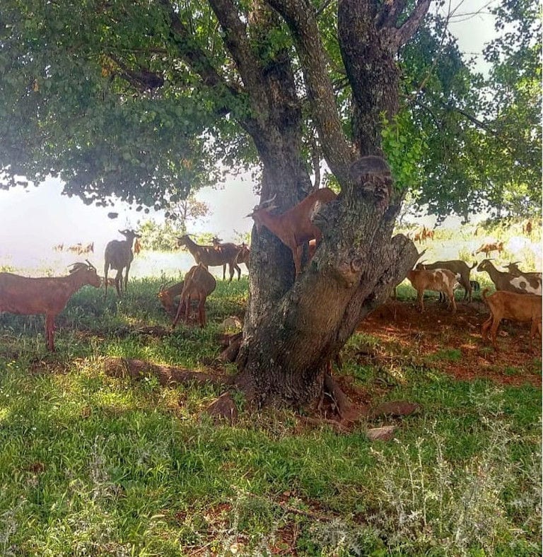 a group of goats in the shade of the tree in high green grass and one of them climbing on it at Gralista Farm