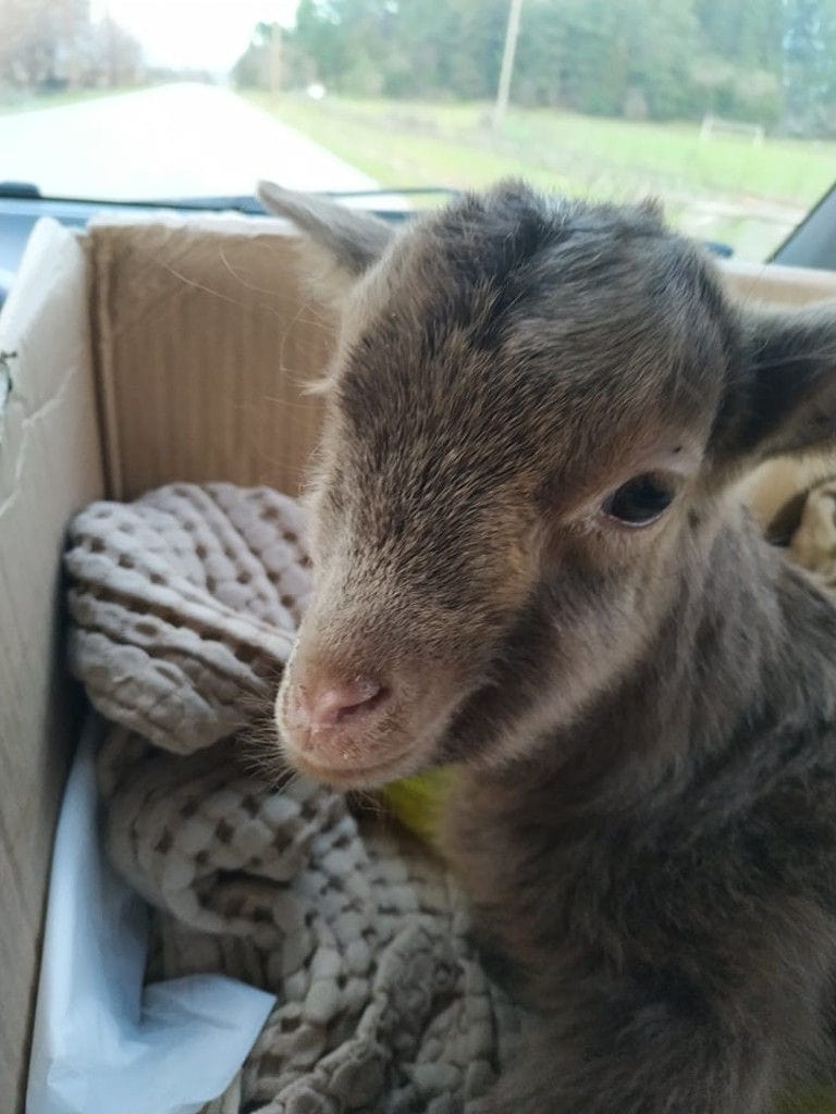 close-up of a young goat watching at the camera at Gralista Farm