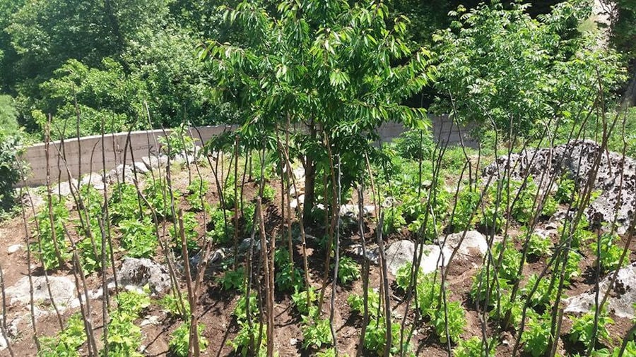 Gralista Farm vegetables garden with trees in the background