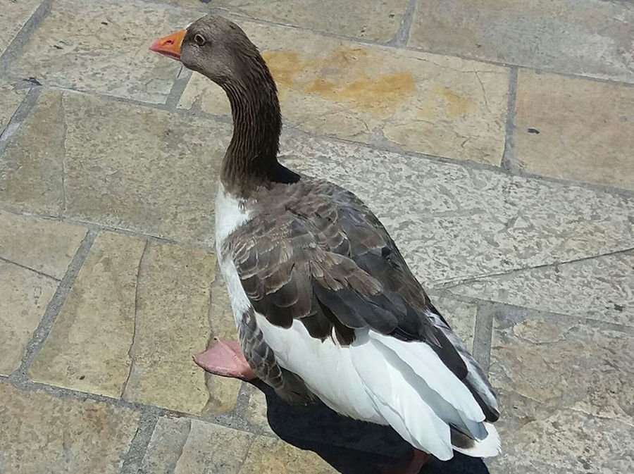 close-up of white and black duck standing on the pavement at Gralista Farm