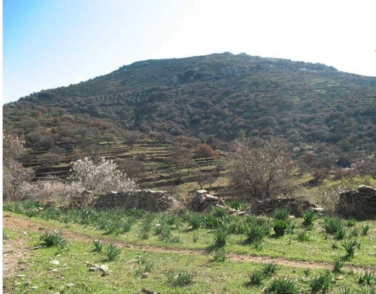 far view of trees almond in bloom with white flowers at 'Greek Almond' with mountains in the background