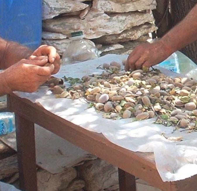 close-up of two men peeling almonds on the table at 'Greek Almond'