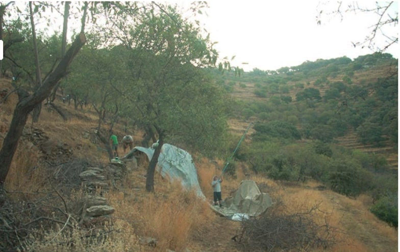 almonds harvest at 'Greek Almond' with men picking from the trees