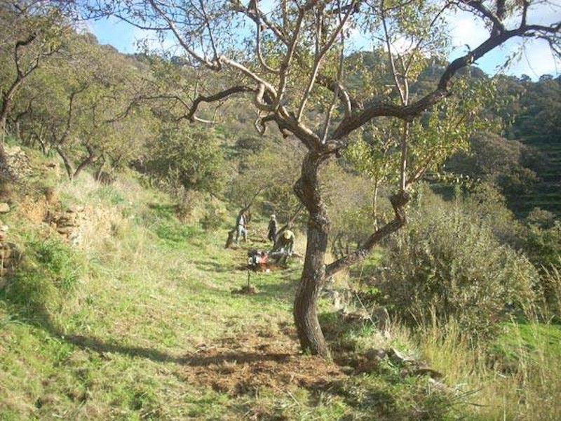 almonds harvest at 'Greek Almond' with men picking from the trees