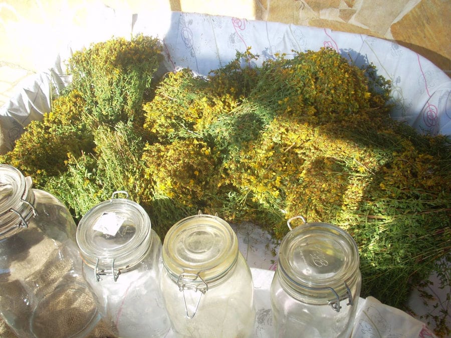 close-up of dry bunches herbs with yellow flowers and jars at 'Greek Almond'