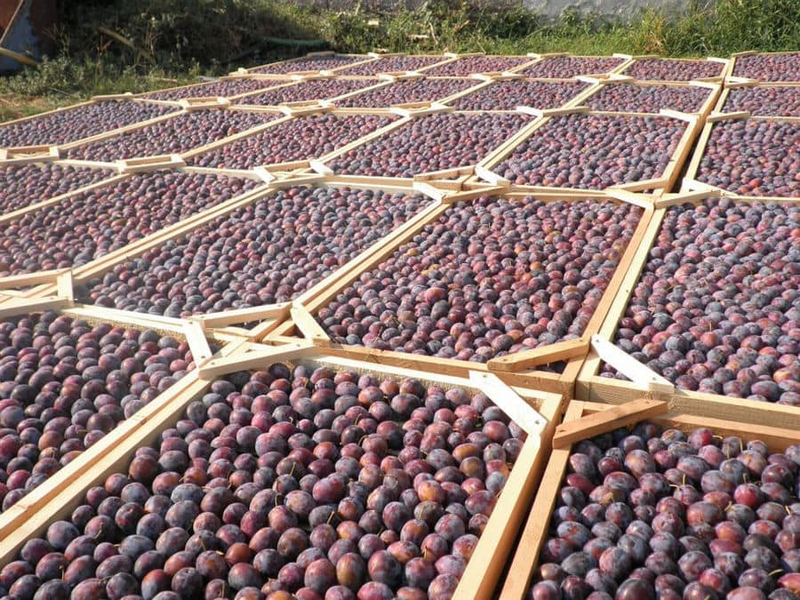 black prunes lying on the wood panels on the ground for drying in the sun at 'Gripioti Farm' outside
