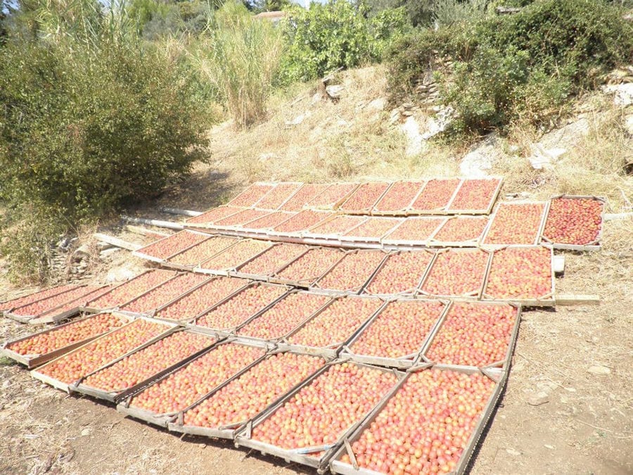 white prunes lying on the wood panels on the ground for drying in the sun at 'Gripioti Farm' outside