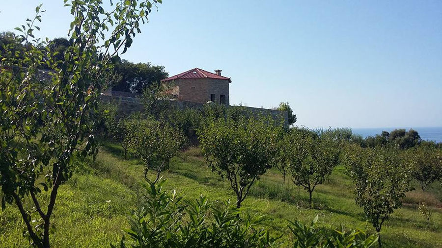 prunes trees with 'Gripioti Farm' stone building in the background