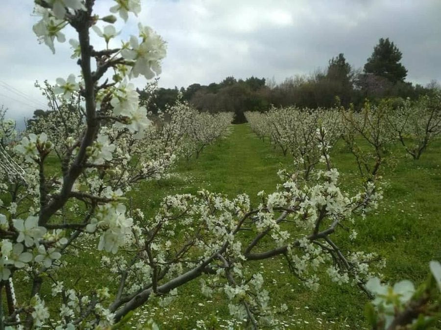 rows of prune trees with white flowers in the spring surrounded by green grass at 'Gripioti Farm'