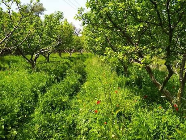 rows of prune trees surrounded by high green grass at 'Gripioti Farm'