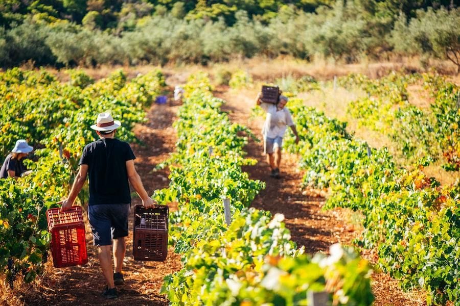 a man holding crates at Goumas Estate vineyard and others picking grapes