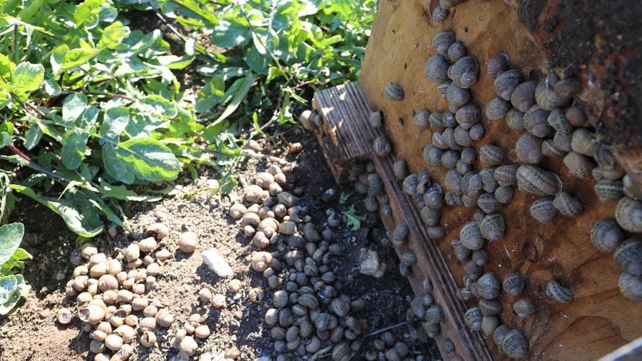 land snails on wood surface and on the ground or in high grass at 'Helixpro' farm